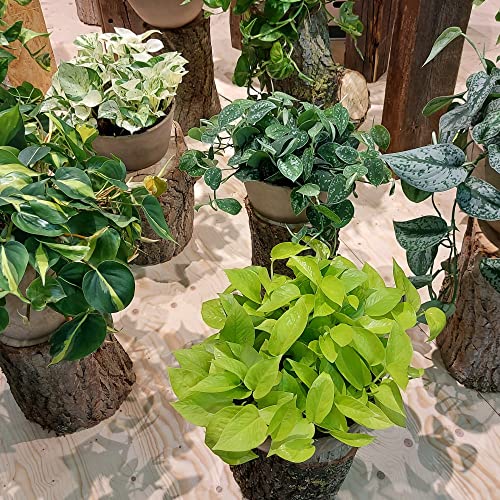 Houseplant Epipremnum Mixed Pothos Ceylon Creeper Devil's Ivy Scindapsus aureus Tender Perennial Grow Your Own Indoor Jungle Foliage Potted Plants in 15cm Hanging Pots by Thompson and Morgan (1)
