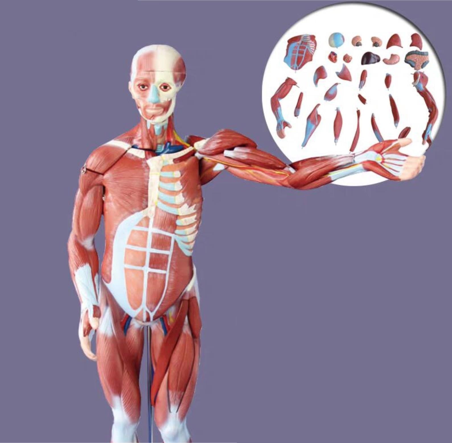 Human Modèle Modèle D'anatomie Musculaire en 27 Parties, Demi-Taille Réelle, De Muscles Et D'organes Humains avec Support Humaines Anatomie