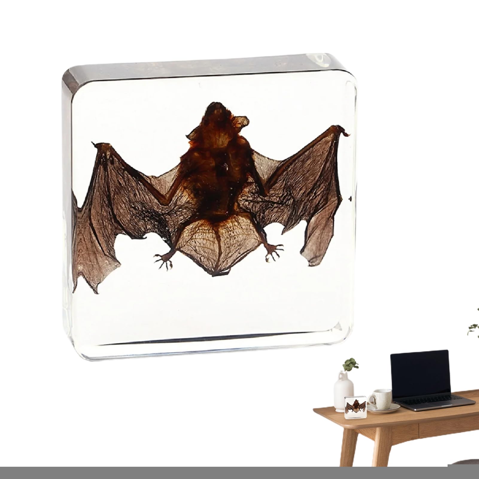 ZORQ Taxidermy Animals Real Bat - Real Animal in Resin - Real Bat Specimens in Resin for Science Teaching Education, Gift for Fans of Animal Biology