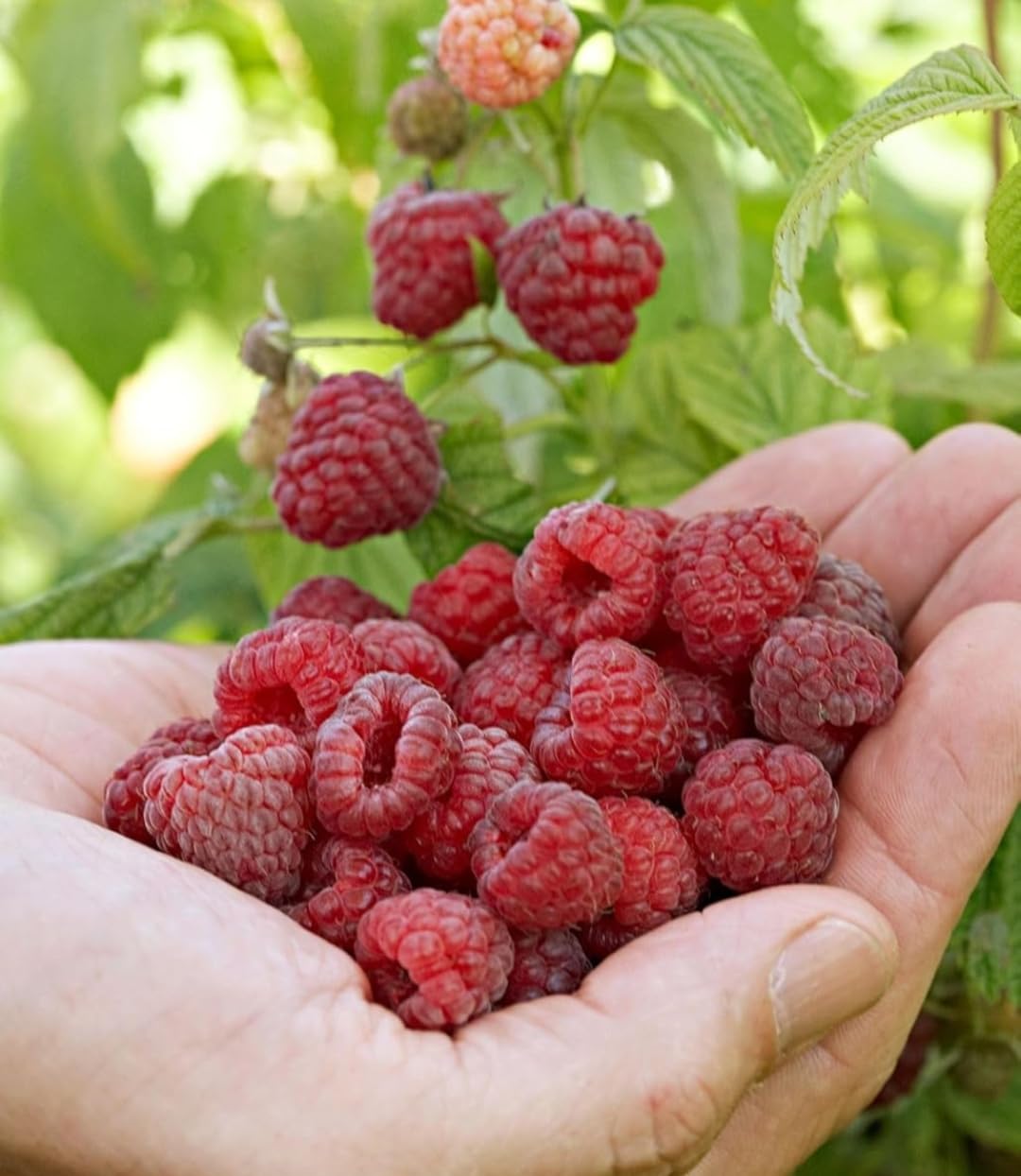 Live Raspberry Plant, Malbarry (pack of 2) Red Fruiting Berry Plant for Home Garden easy maintenance-image-37