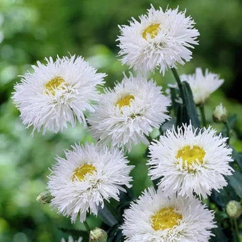 Daisy Seeds (Ox Eye) - Crazy Daisy - Packet - White Flower Seeds, Attracts Bees, Attracts Butterflies, Attracts Pollinators, Easy to Grow & Maintain, Extended Bloom Time, Fast Growing, Container Daisy Seeds (Ox Eye) - Crazy Daisy - Packet - White Flower Seeds, Attracts Bees, Attracts Butterflies, Attracts Pollinators, Easy to Grow & Maintain, Extended Bloom Time, Fast Growing, Container