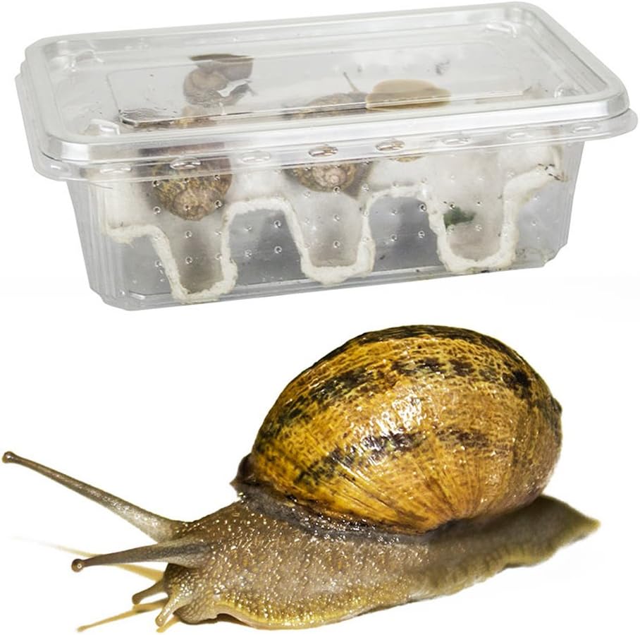 Snails Medium - Approx 8 per Tub