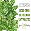 Seed Needs Basil Seeds for Planting Italian Large Leaf Herbs - Non-GMO Heirloom & Untreated - Grow an Indoor or Outdoor Home Grown Herb Garden (1 Pack) #4