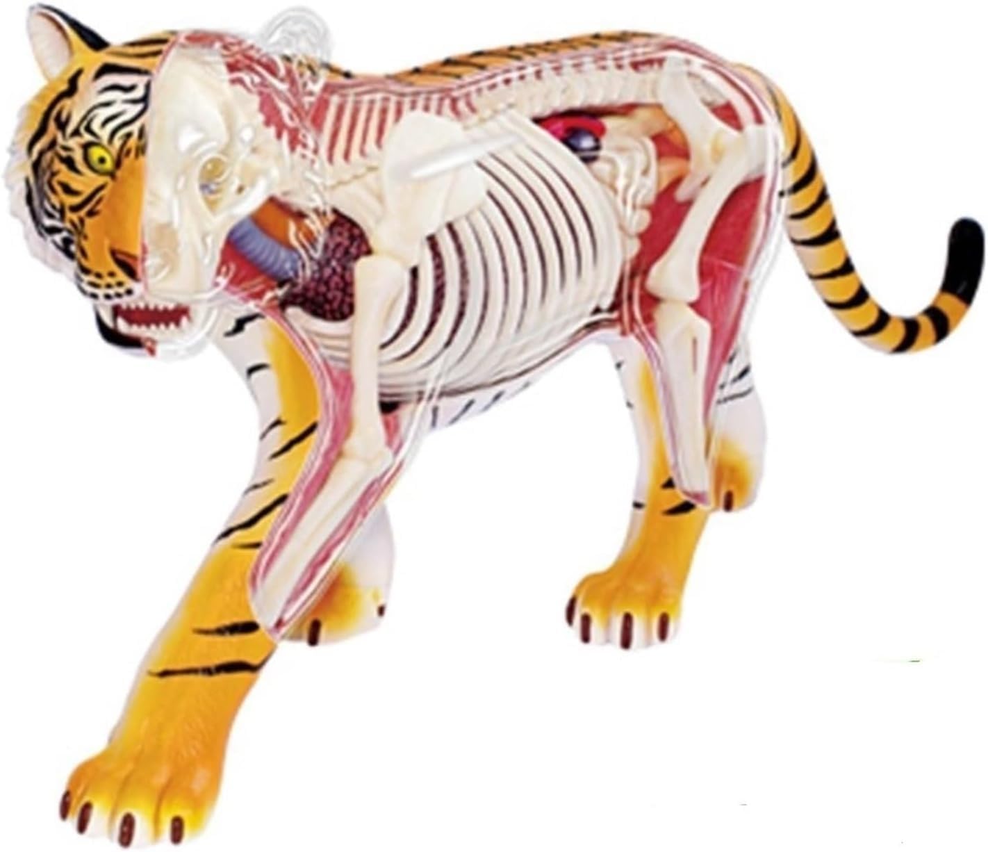 YNIYUJKL 4D Tiger Anatomy Model,Detachable 28 Parts Tiger Organ Skeleton Model,Animal Anatomy Model For Biology Animal Medical Teaching And Research
