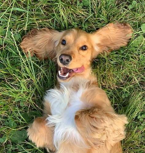 Health Benefits of ESA for Older Individuals