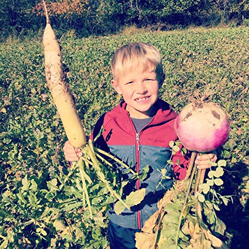 Brassica Blend For Deer