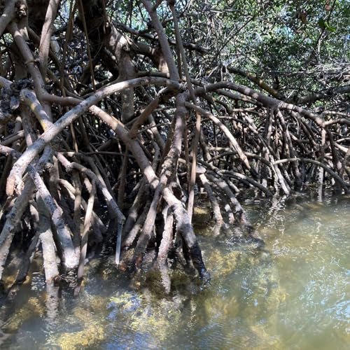 Episode 254: Florida Environmental Victory!