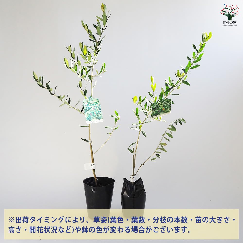 Amazon.co.jp: オリーブの苗木 ミッション 一本立ち 4～5号 1個売り