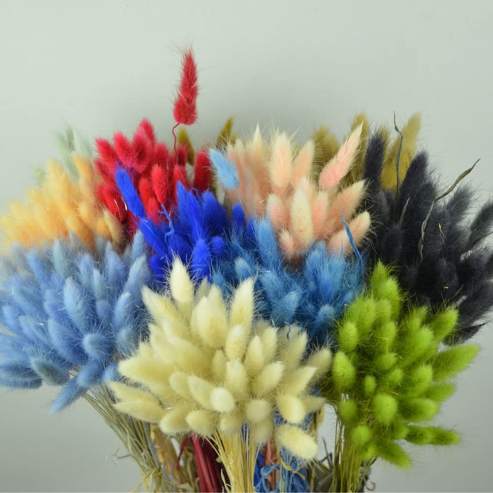 Lagurus Ovatus Lot De 50 Fleurs Su00e9chu00e9es En Queue De Lapin - Fleurs Su00e9chu00e9es U00e9ternelles - Bouquet De Fleurs Su00e9chu00e9es - Accessoires De Tir En Matu00e9riau