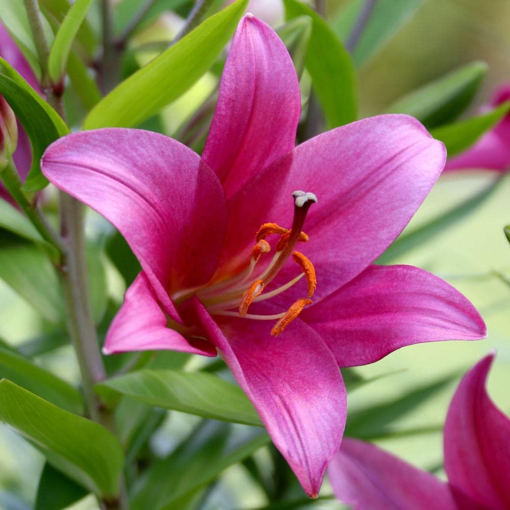 See full amazon price history chart for Floriculture Greens Winter Flower Bulbs Oriental Lily Imported Flower Bulbs for Home & Garden (Purple, Pack of 8 Bulbs) Floriculture Greens Winter Flower Bulbs Oriental Lily Imported Flower Bulbs for Home & Garden (Purple, Pack of 8 Bulbs) (B07ZV9F28Q) Amazon Price History, Amazon Price Tracker