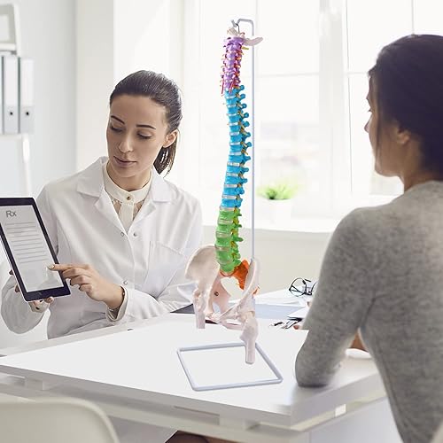 Miniatura 7 de Modelo de columna vertebral flexible, modelo anatómico de médula espinal humana de tamaño real de 34.6 pulgadas con regiones codificadas por color