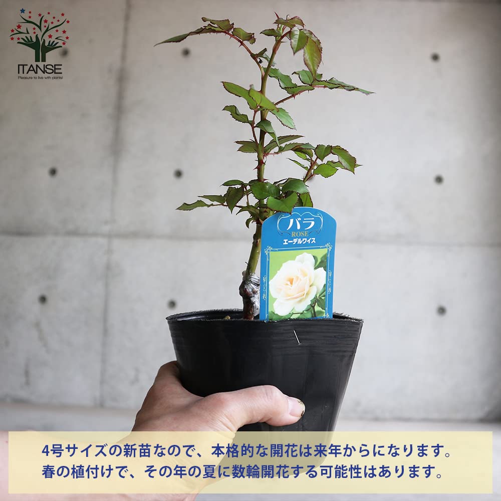 Amazon.co.jp: 薔薇の苗