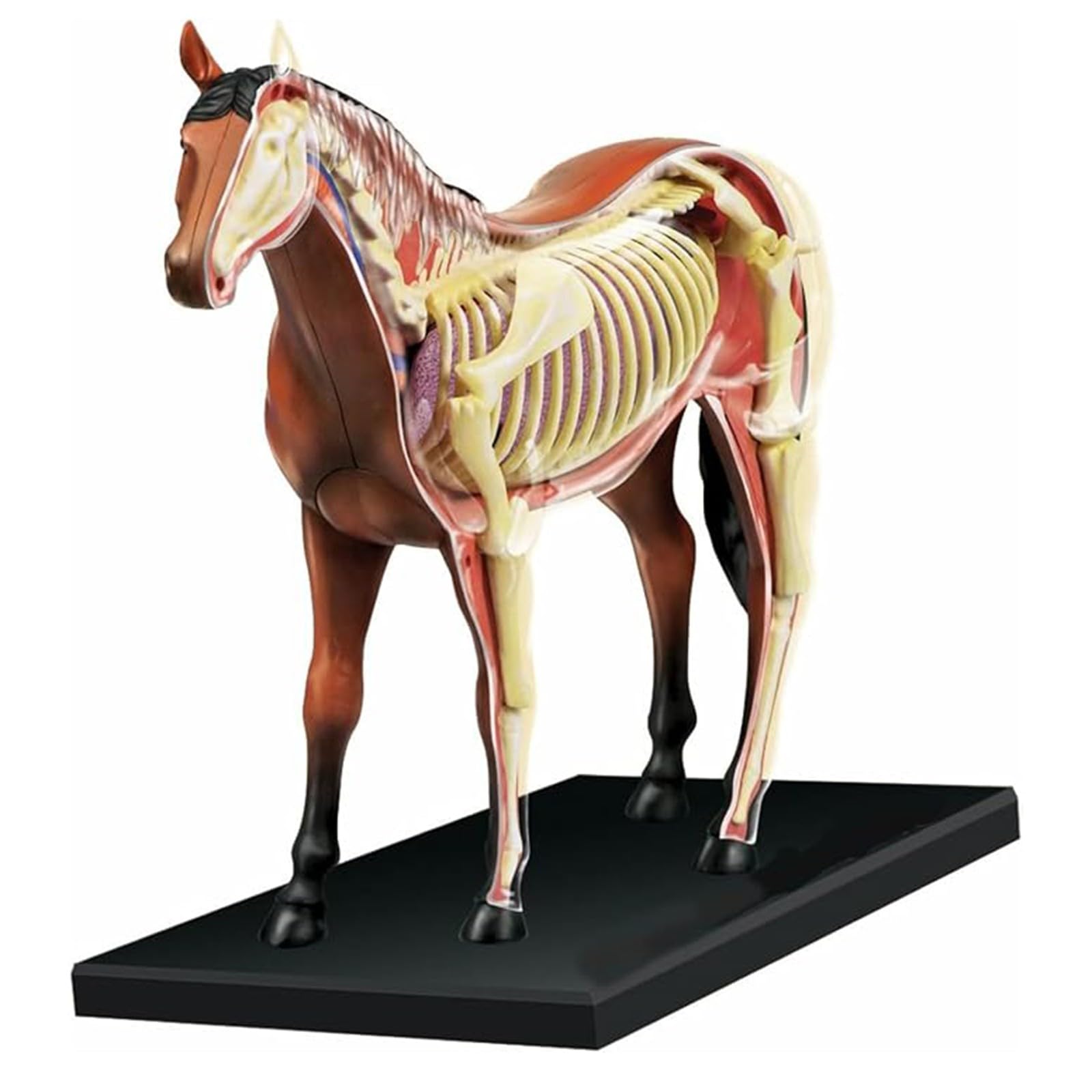Modelo genérico de anatomía equina en 4D, espécimen de esqueleto animal para clínica veterinaria, escuela de formación veterinaria y enseñanza. 26 partes A