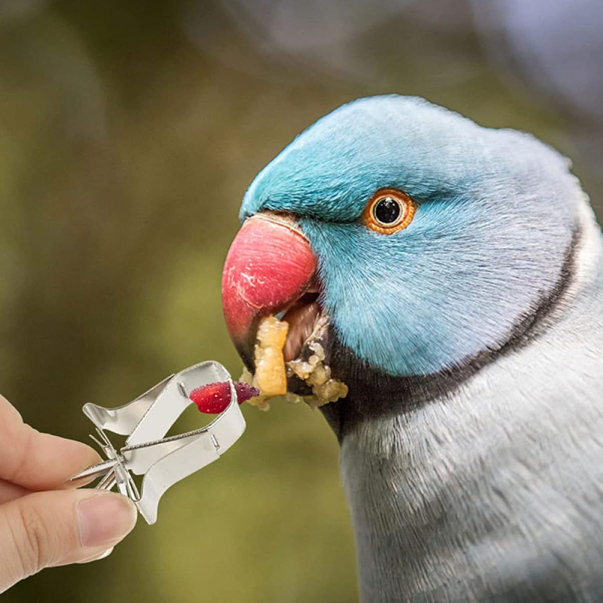 POPETPOP 18pezzi Supporto Alimentare Per Uccelli Acciaio Inossidabile Da Clip Per Frutta e Verdura Accessori Per Pappagalli e Piccoli Animali Sicuro e Pratico Per Alimentazione e Gioco
