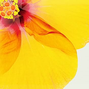 Amazon.co.jp: 絵画「真上からのハイビスカス」インテリア 絵 花