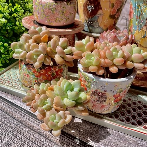Graptosedum Miul Succulent Kit - with Plastic Pot, Cluster 3"