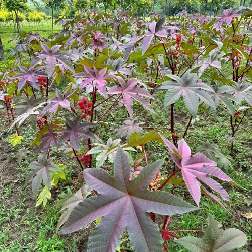 comprar semillas de ricino, verdes variedades antiguas arbustos para jardín Balcón con parterre silvestres jardín productos sostenibles 20pcs