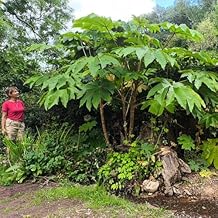 Tetrapanax Papyrifera Seeds (Tree & Shrub Seeds)