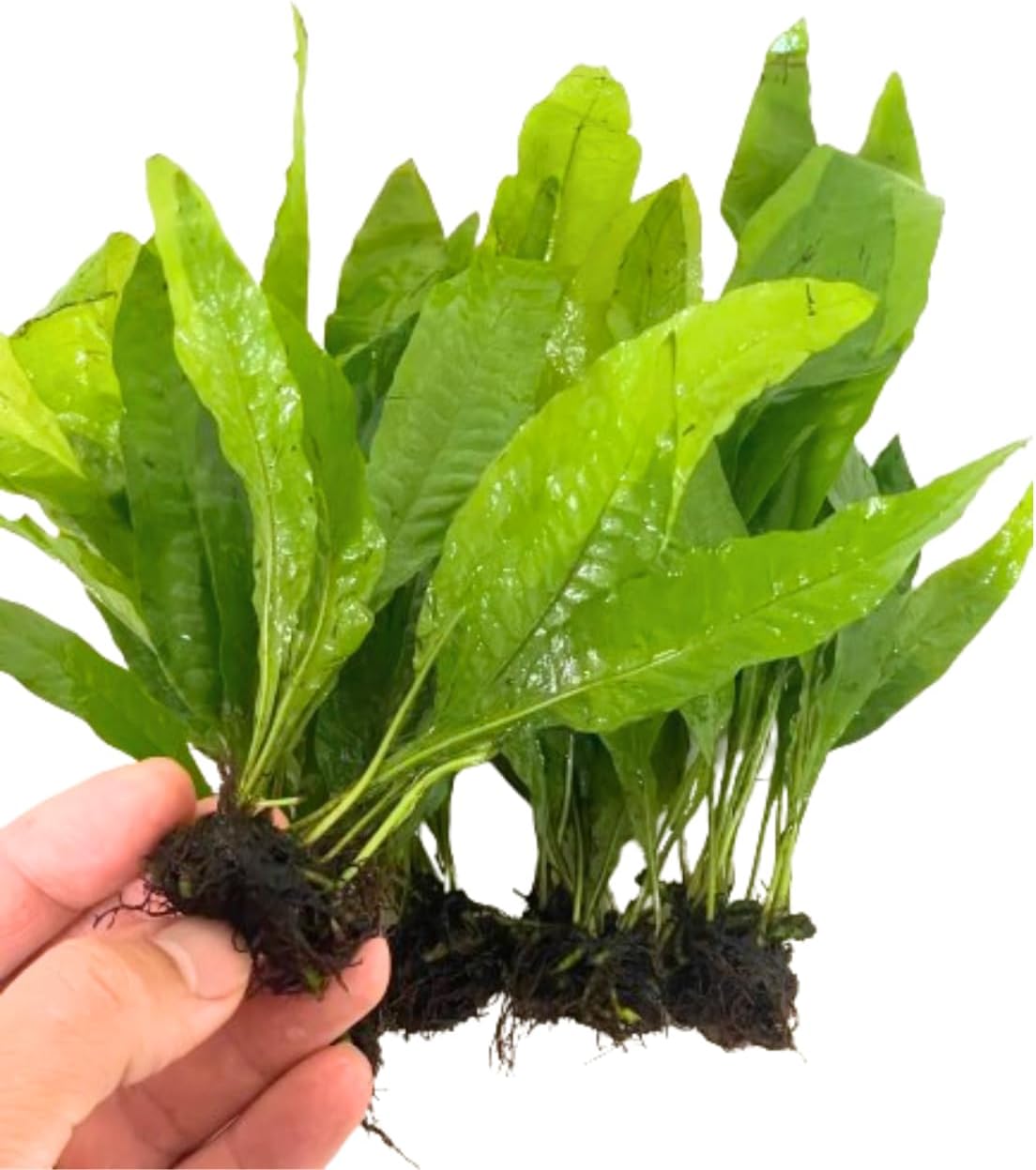 5X Java Fern Microsorum Pteropus Looses Aquarium Live Plant for Fish Tank Decoration