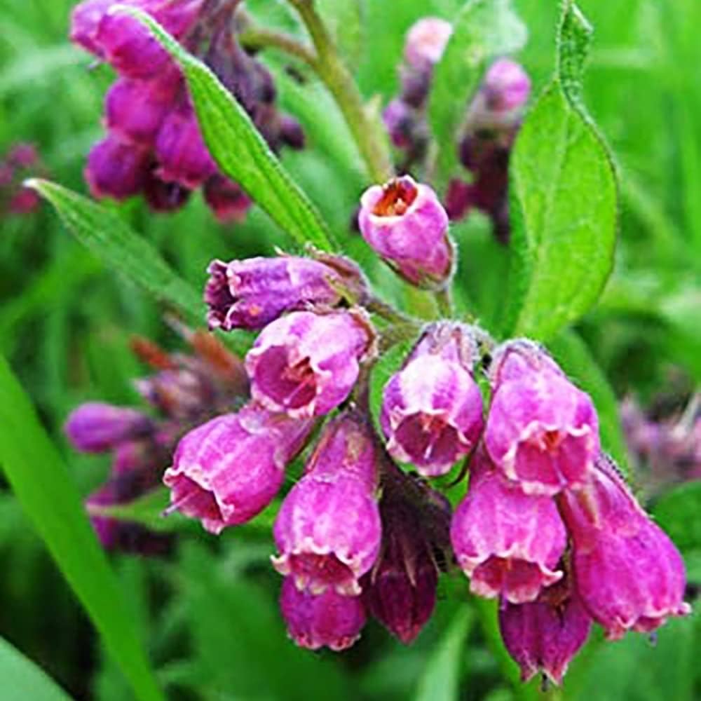 80 Symphytum Officinale Comfrey Seeds - Non-GMO Heirloom Fresh Garden Seeds - Image 3