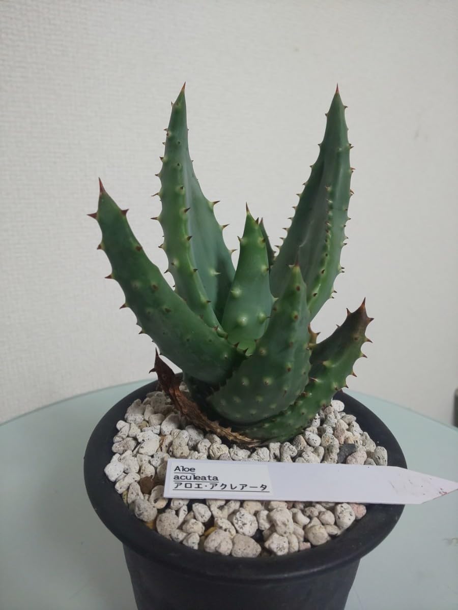 Aloe aculeata Ngopanie アロエ アクレアータゴッパニー Amazon.co.jp: aculeata アクレアータ Aloe アロエ 観葉植物 多肉植物