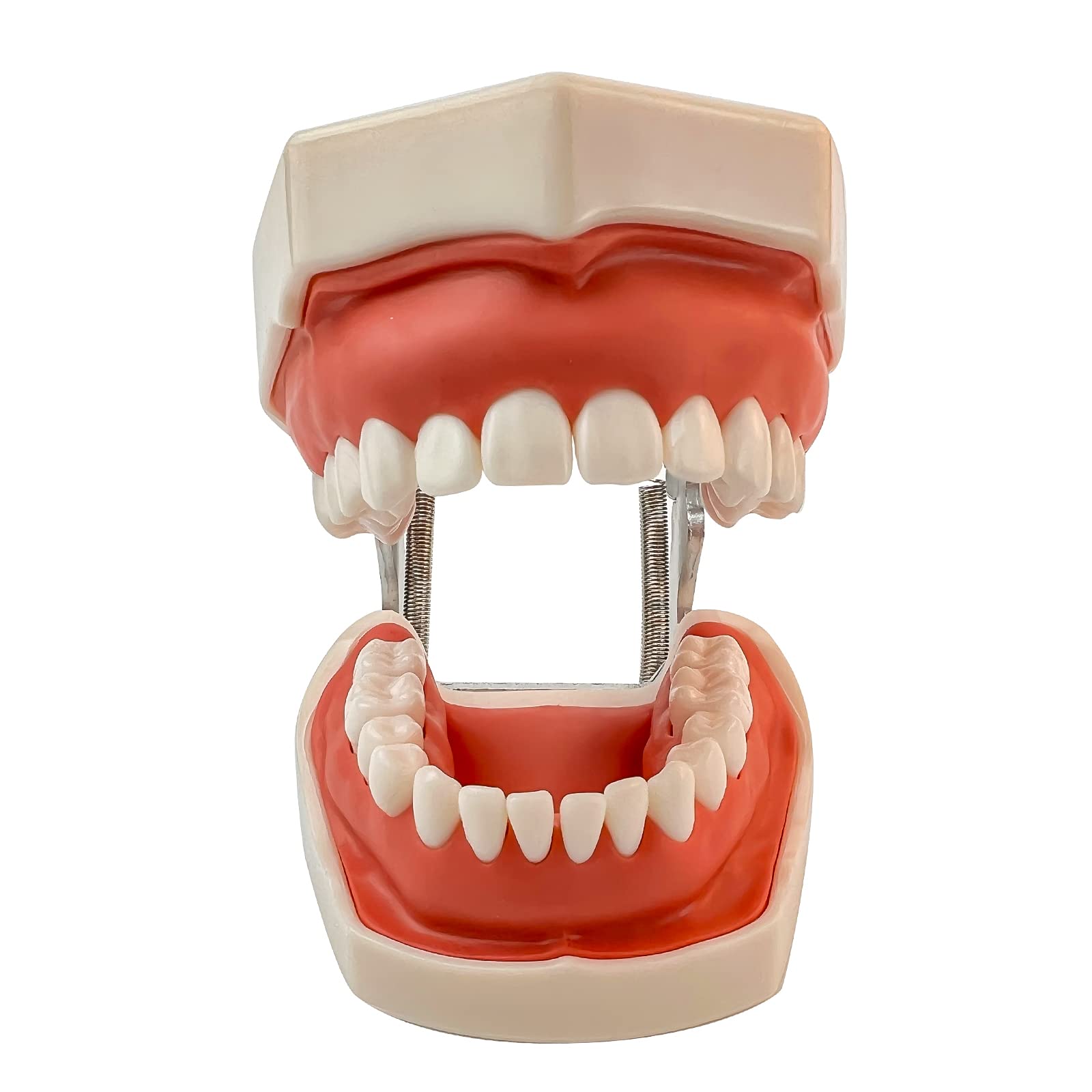 Standard Tooth Model with 28 Screw-in Teeth Standard Typodont Teeth Model