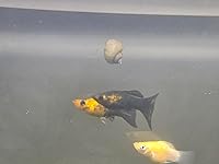 Review Image by Sherry LaRochelle Sherry LaRochelle