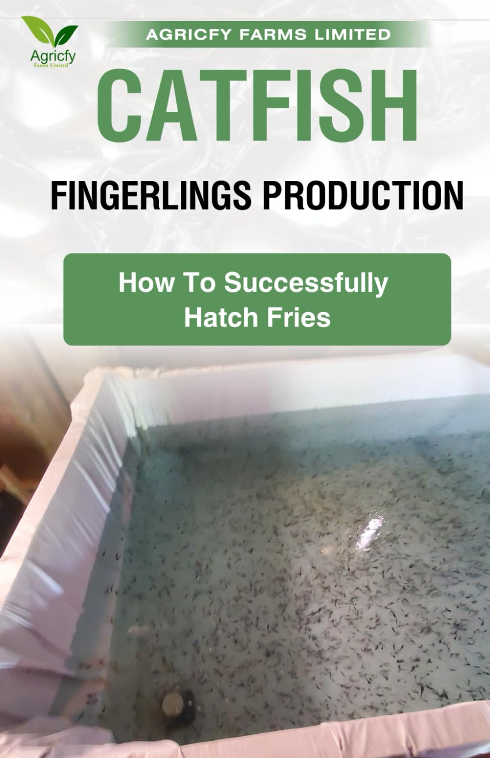 Catfish Fingerlings Production: How To Successfully Hatch Fries