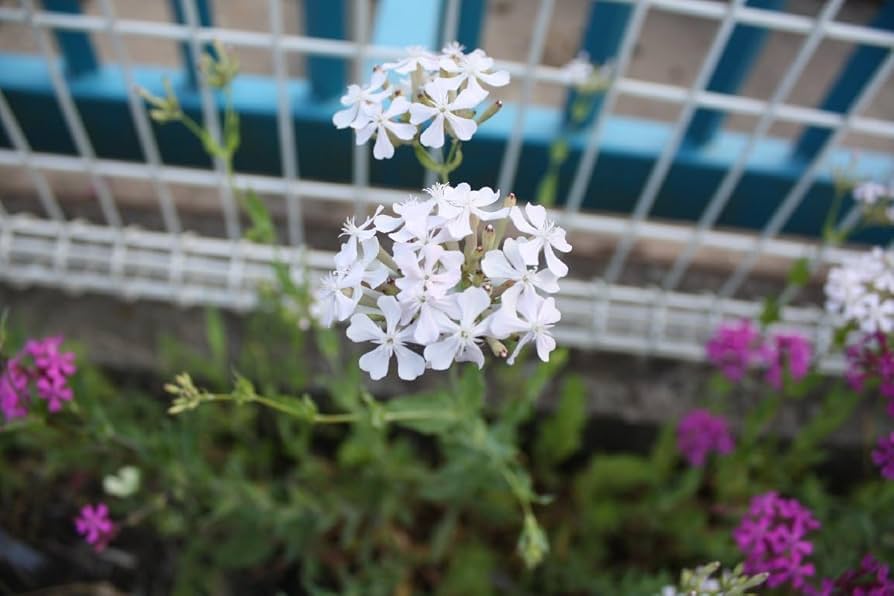 コマチソウ　ムシトリナデシコ　シレネ　抜き苗　10本 コマチソウ ムシトリナデシコ シレネ 抜き苗 10本 コマチソウ