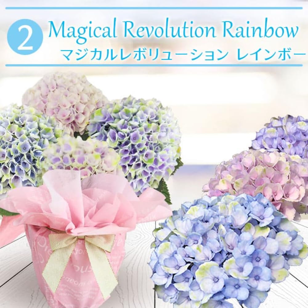 Amazon.co.jp: World Fantasy Garden 母の日 ギフト 花 鉢植え