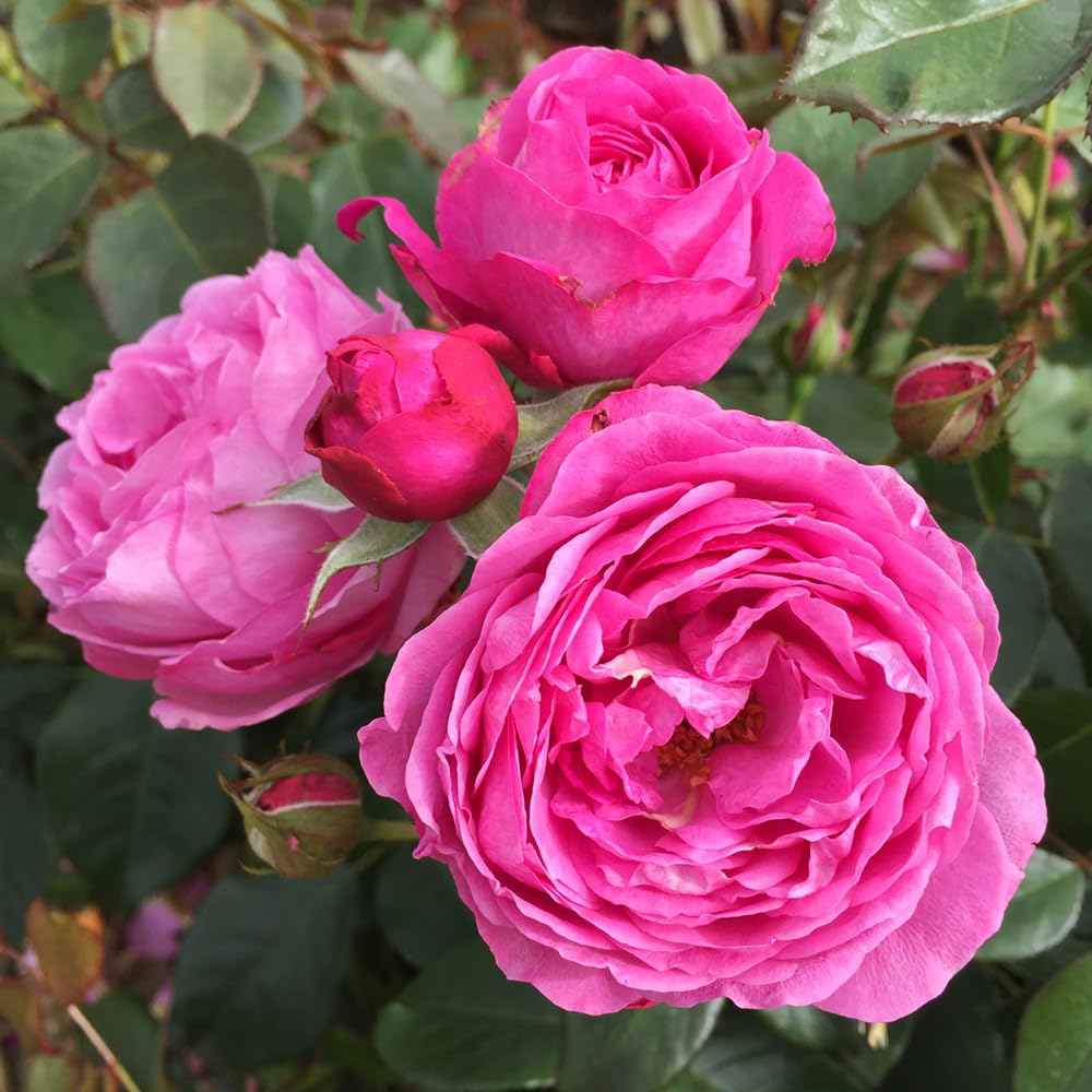 YouGarden Harkness Roses Edward's Rose, Hybrid Tea Pink Fragrant Repeat Flowering, Established in 4 Litre Pot