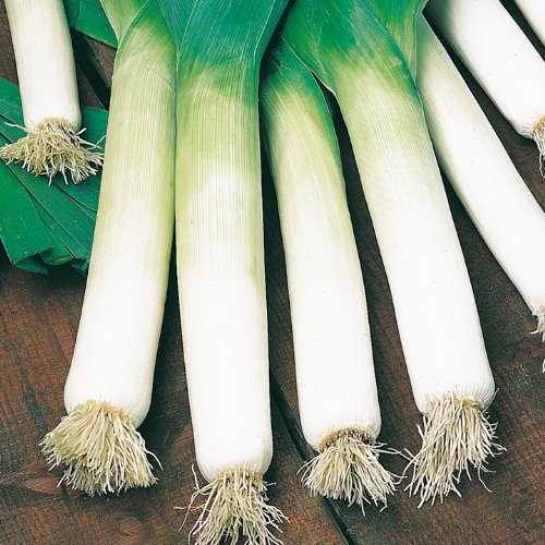 167266 Leek Neptune Seed