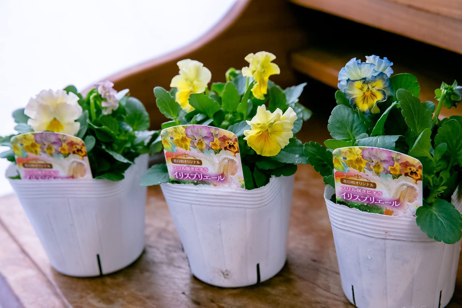 ◇ハーバリウム183 フリルパンジーと春のお花*.:。✿*゜¨
