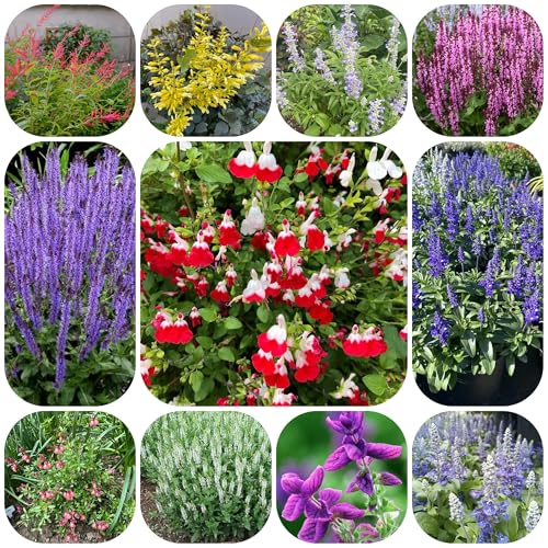 salbei bio, seltene hochbeet salbeisamen winterharte kübelpflanzen steingartenpflanzen winterhart geschenke für gartenfreunde grünpflanzen wildkräuter 100pcs