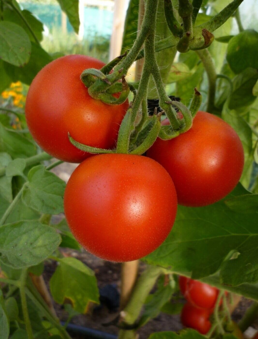 Buy4seeds 6 Seeds Tomato Mountain F1 - Blight Free Easy to Grow Garden