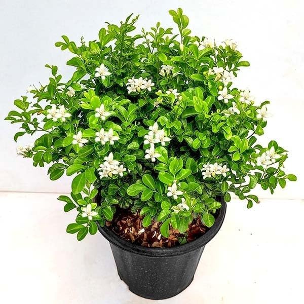 Garden Art Flowering Outdoor Live Plant For Home and Garden Decor | Pack of 1 Healthy Live Plant With Grower's Pot/Bag (Murraya Paniculata)