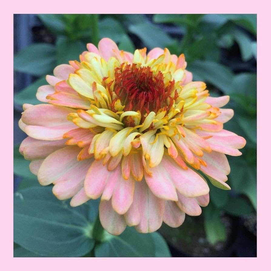 Amazon.co.jp: 12粒 秋苗出来ます可憐なライラックカラーの