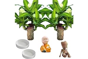 2-Pack of Brazilian Lucky Wood Plants: Bring Good Fortune and Beauty to Your Home