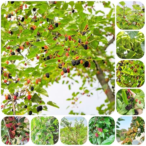 morera resistente - semillas Plantas en maceta resistentes al aire libre árboles de jardín resistentes, decoración de plantas de morera semillas de frutos columnares planta de balcón 750pcs