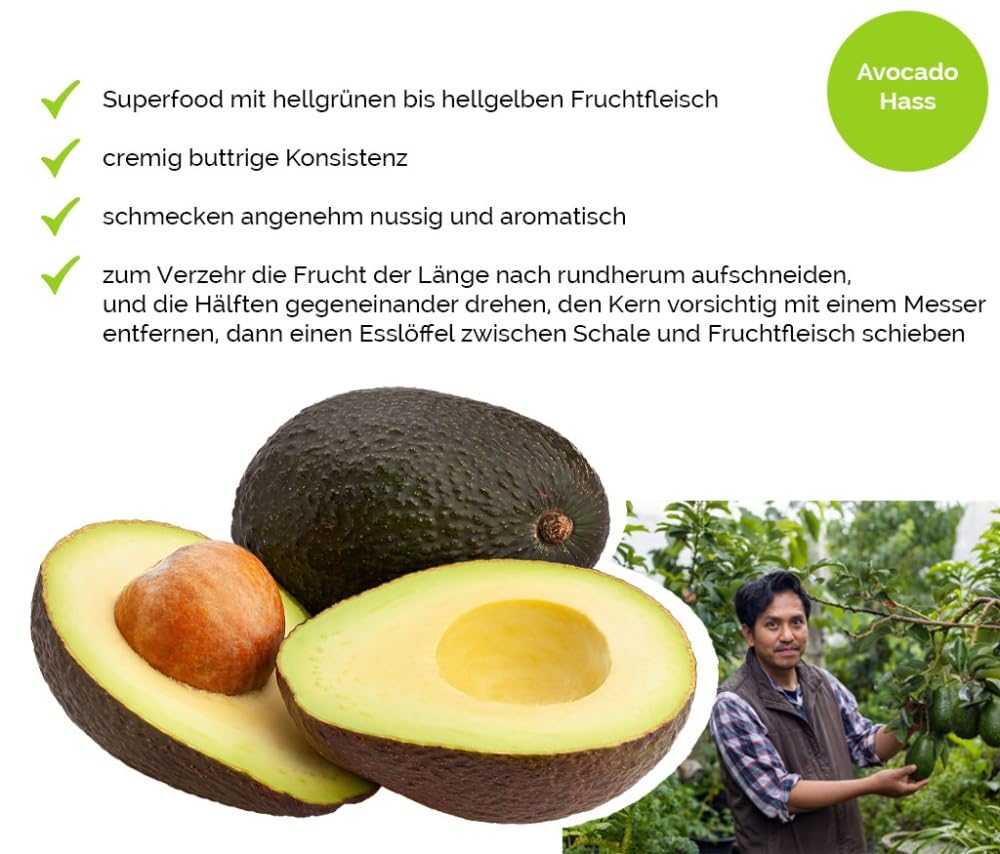 Hansen Obst Geschenkbox "Exotisches Paradies" mit Geschenkverpackung "Die Aquamarine" - Geschenk mit frischem Obst - Obstbox - exotische Früchte