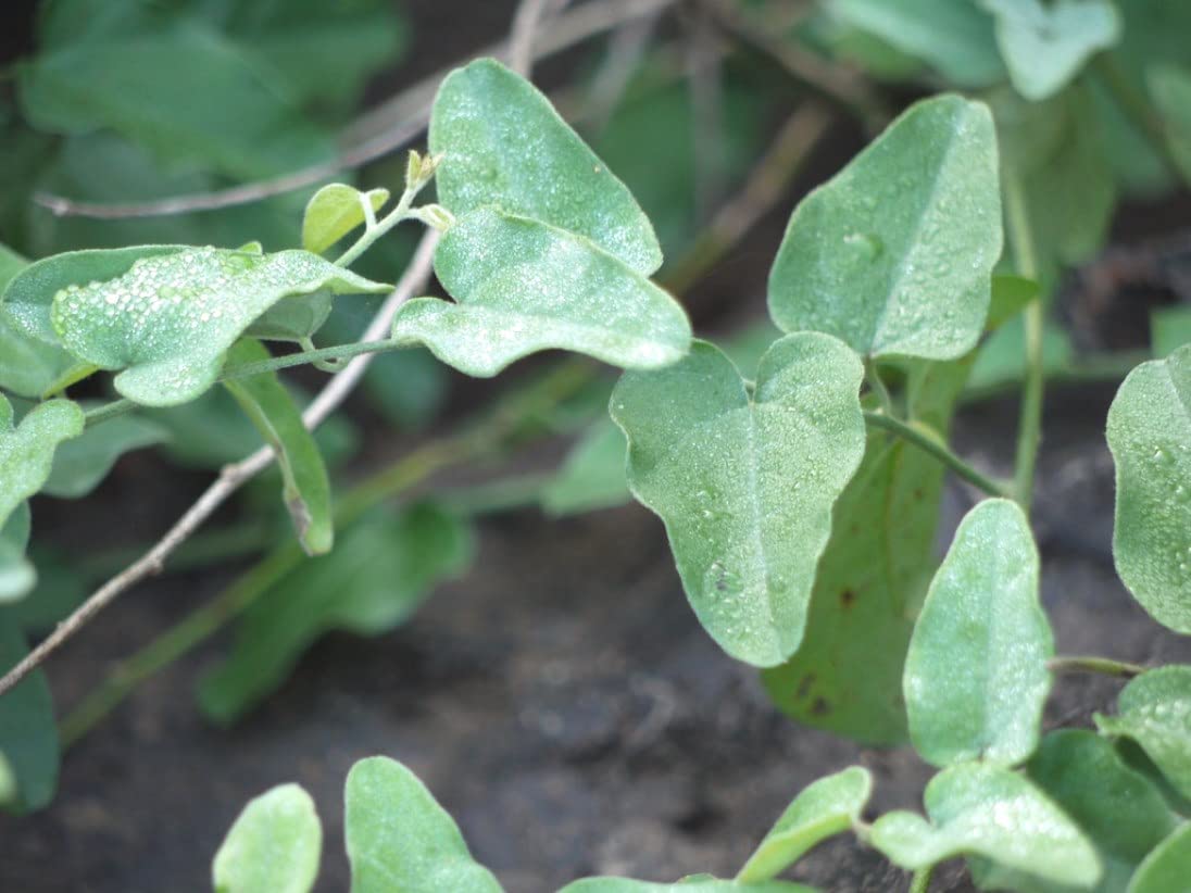 Plantzoin Broom creeper Farid buti Cocculus hirsutus Musakani Live Plant (B09Z16M32W) Amazon Price History, Amazon Price Tracker