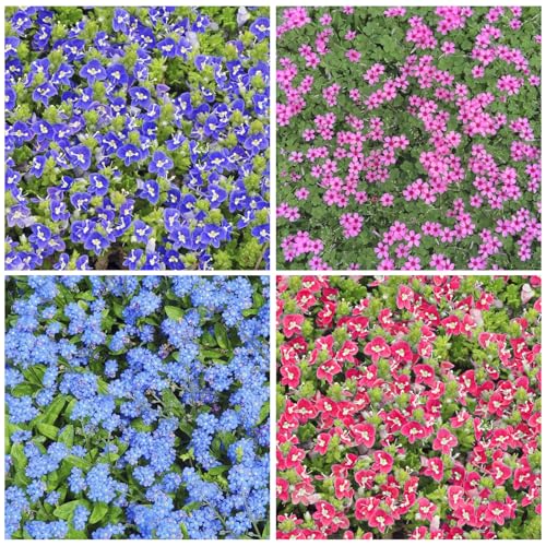 550+ Mix Creeping Speedwell Seeds for Planting - Speedwell Ground Cove