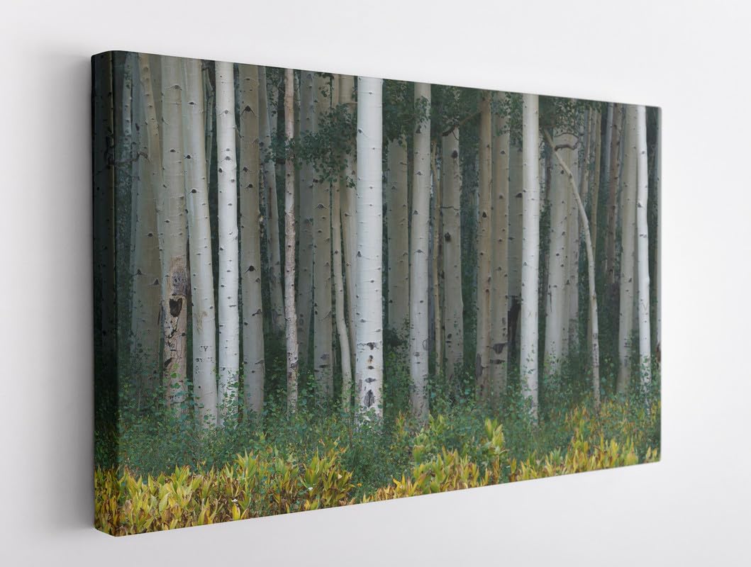 BPA® Aspen Trees Canvas For Home And Office Décor (60x91)