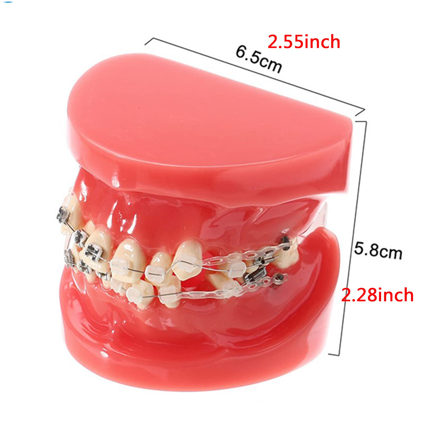 Modello di Denti, Forniture per Studio per L'insegnamento Dentale per Bambini Modello Dimostrativo di Denti Ortodontici Ortodontici Standard per Adulti per Bambini Studenti Dentista