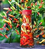 30+ Tabasco Hot Pepper Seeds Heirloom Non-GMO Red Chili Spicy, Rich Flavor, Productive, from USA!
