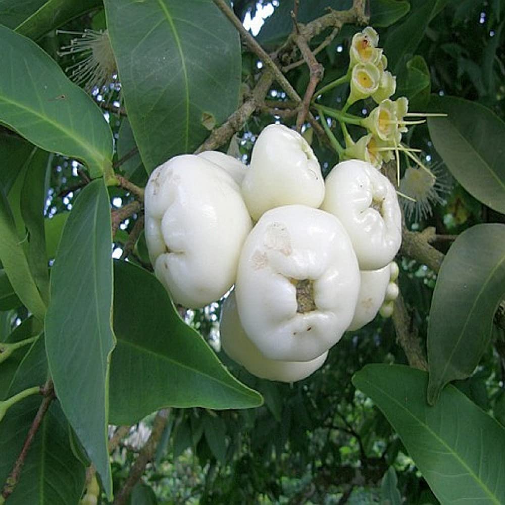 IXORA White Wax Apple Water Apple Java Apple Variety Fruit (Air Layering/Grafted) Live Plants & Tree(1.5-3 Feet Size) (B0BMV8XCQ4) Amazon Price History, Amazon Price Tracker
