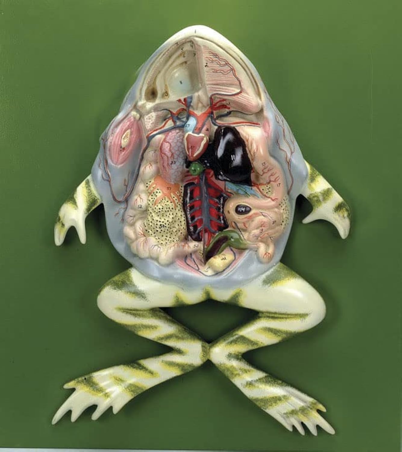 Anatomically Accurate Frog Dissection Model On Wooden Base Comes with Detailed Key Card for Identification of Key Anatomical Features Biology Anatomy Model Laboratory Education