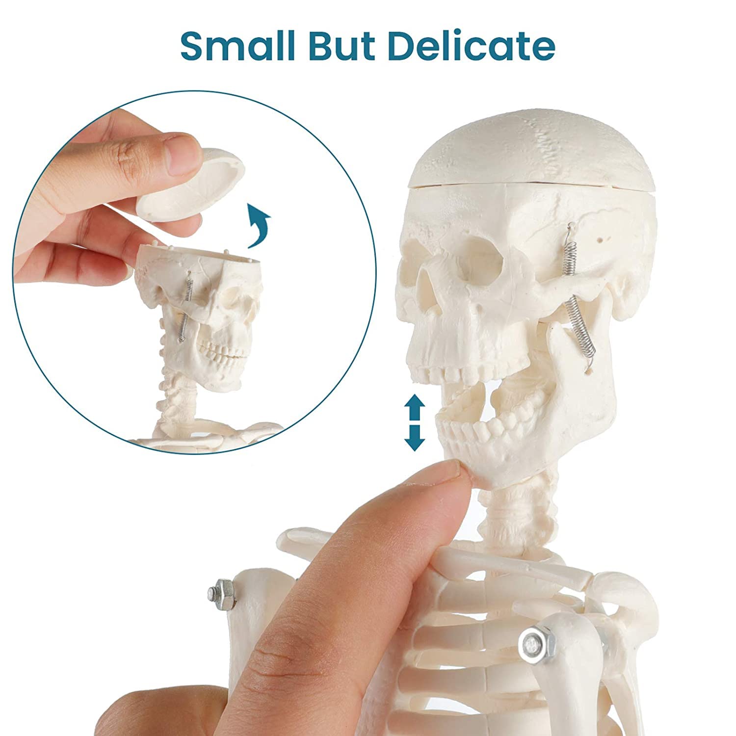 Modelo de anatomía 3D, torso y esqueleto de corazón humano, kit de aprendizaje de modelos de anatomía humana para niños, herramientas de estudio para anatomía y fisiología