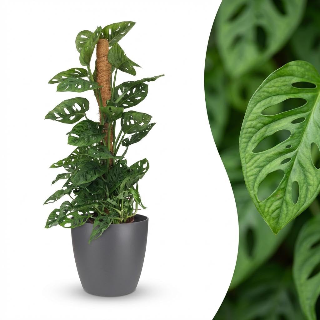 Green boutiQ - Zimmerpflanze - Monkey Mask - Monstera Adansonii Moosstab - Grün - Pflegeleicht - 1 Pflanze - mit Potter Grau - Topf 19cm - Höhe 90cm