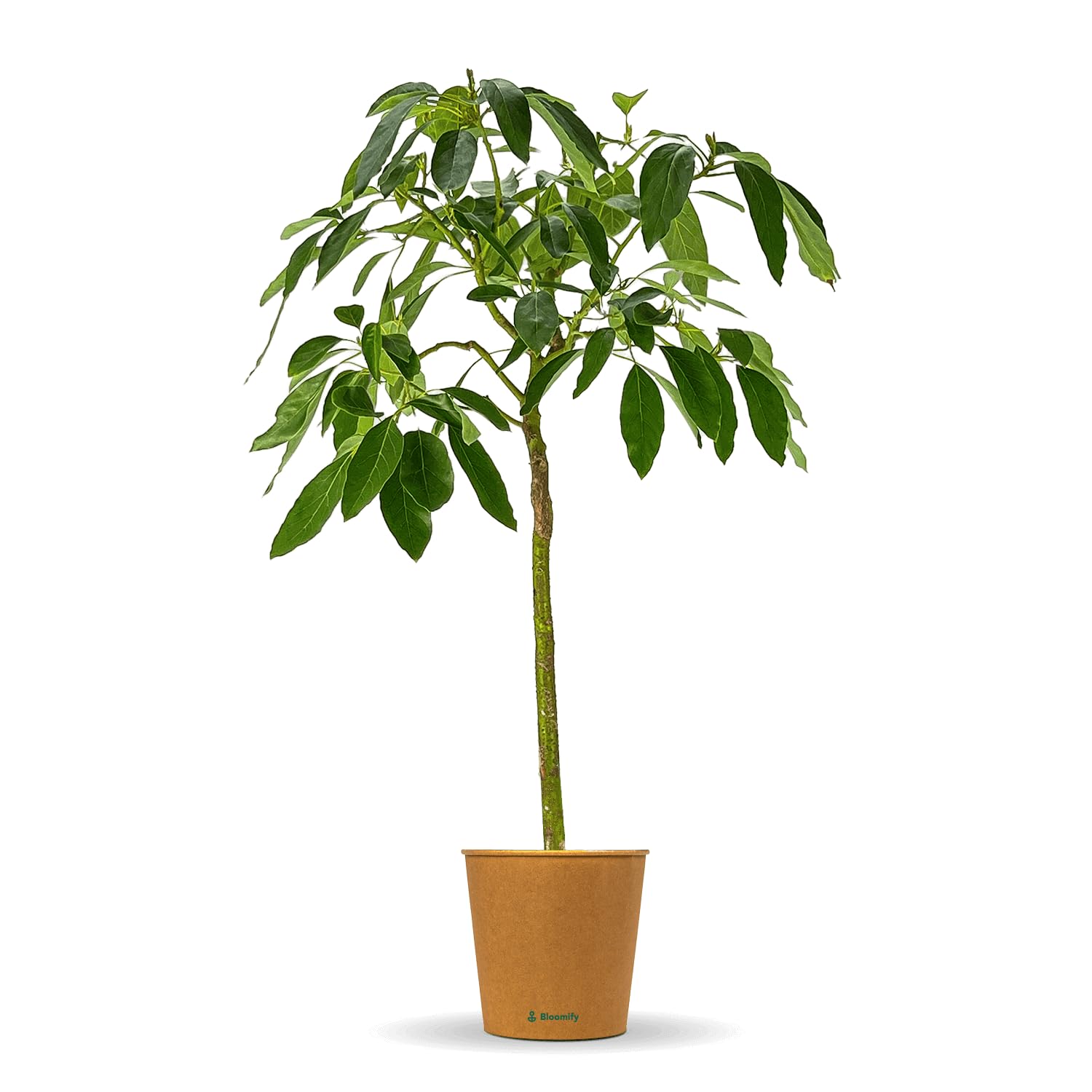 Bloomify® Avocado Baum "Alejandro" | 110-120 cm hohe selbstfruchtende Avocado Pflanze für Kübel oder als Zimmerpflanze | Pflegeleichte Pflanze & leckere Früchte